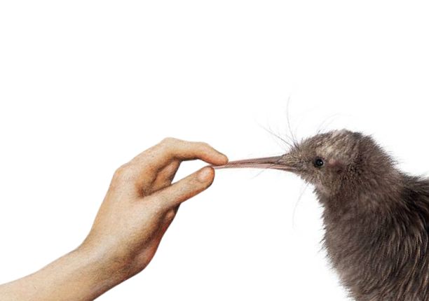 Kiwi shhhhhhhhhh