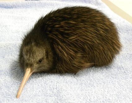 guilty kiwi